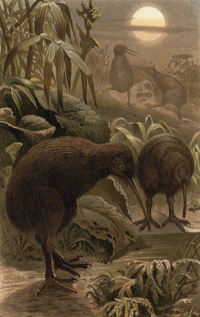 Snipe Ostrich by European School